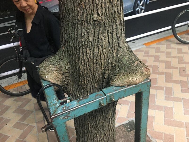 16. Видимо, это дерево из Токио решило опереться «руками» на ограждение