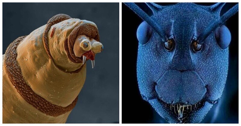 На лицо ужасные, добрые внутри: 20 крошечных существ под микроскопом