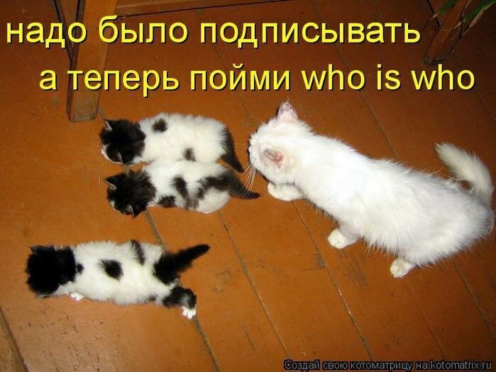 Смешные картинки с надписями про котят, которые ещё не познали мир полностью и их родителей