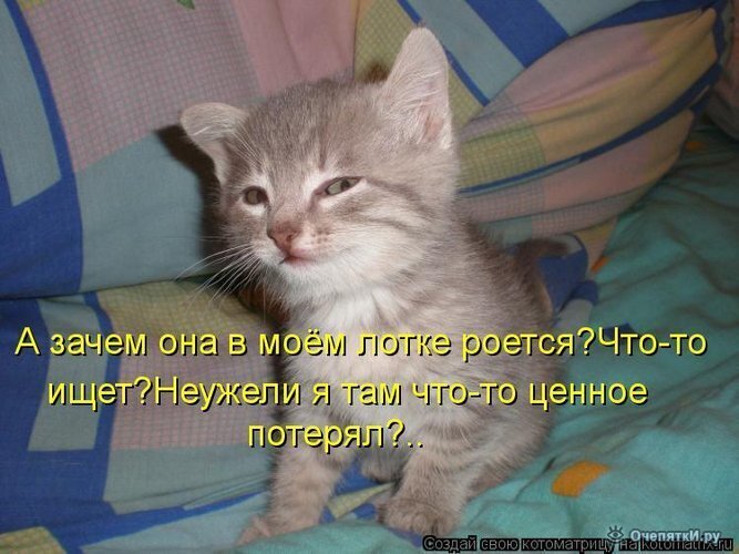 Смешные картинки с надписями про котят, которые ещё не познали мир полностью и их родителей