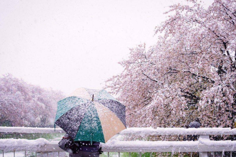 Снег и цветение сакуры