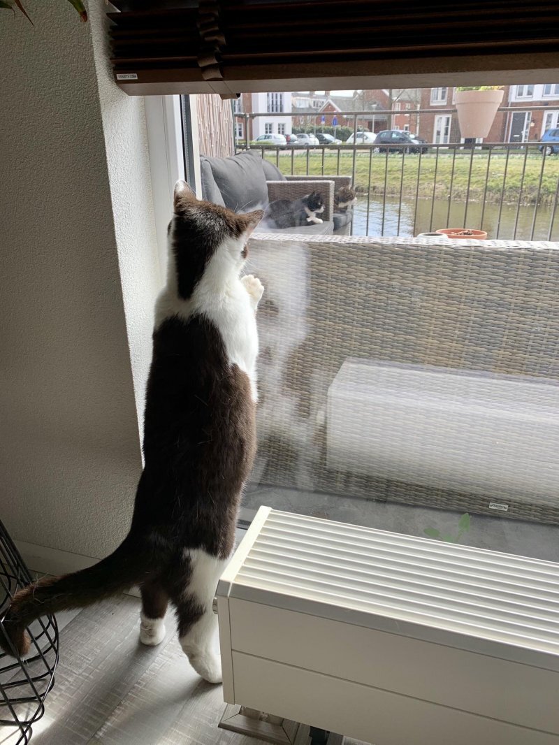 Наблюдение за соседскими котами