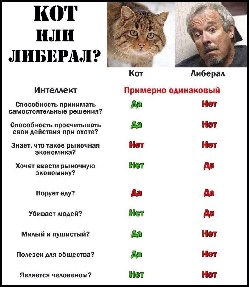 Если не путин то кот картинки