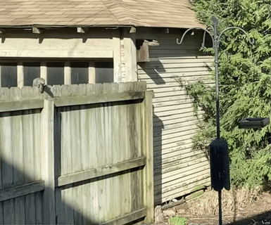 Белка-акробат