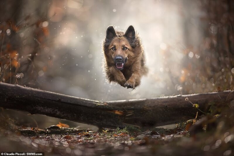 Сколько эмоций! "Летающие" собаки в объективе итальянского фотографа