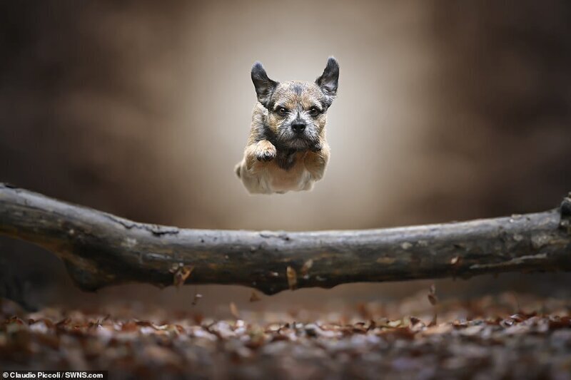 Сколько эмоций! "Летающие" собаки в объективе итальянского фотографа