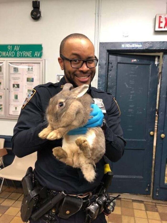 "Этот кролик отправляется из приюта прямо в полицию!"