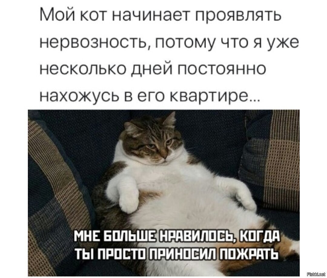Много 100 раз. Мой котя. Мемы с котами. Кот Мем. Мемы с котами и Наташей.