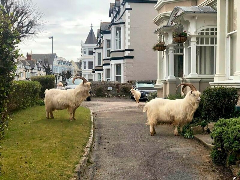 Пустующие улицы городка в Уэльсе захватили дикие козы