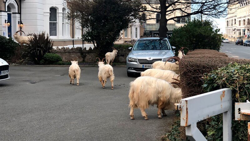 Пустующие улицы городка в Уэльсе захватили дикие козы