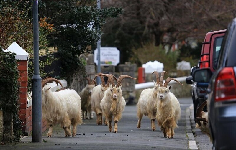 Тем временем пустующие улицы курортного городка в Уэльсе захватили дикие козы