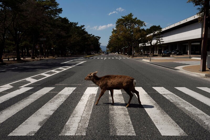 Олени вышли и на улицы японского города Нара