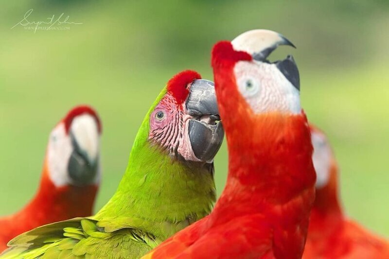 Удивительные обитатели тропических лесов Коста-Рики