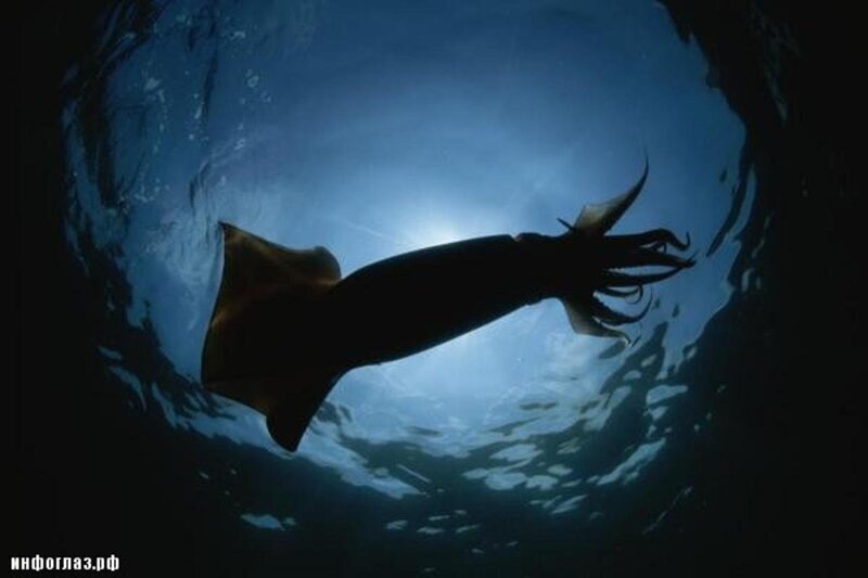 Настоящий морской гигант. Ученые рассказали, какой кальмар является самым большим на Земле (фото)