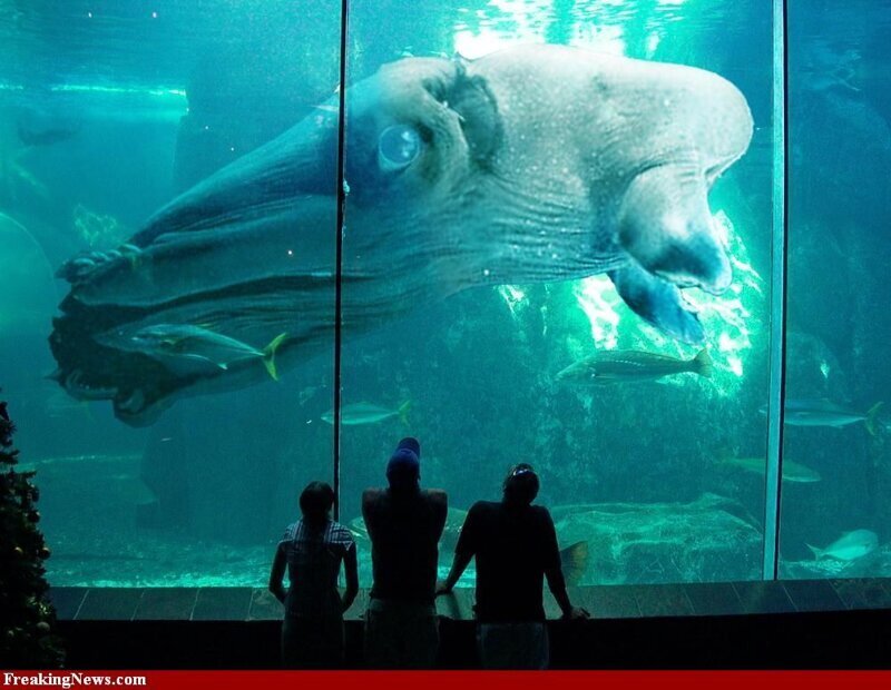 Самый большой кальмар в мире