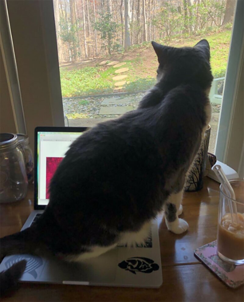 «Я не мог сегодня работать, потому что котику нужно было смотреть в окно, сидя только на моем ноутбуке».