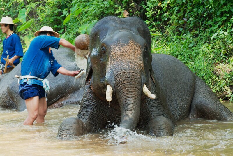 Более 70 слонов  в Таиланде ушли на каникулы