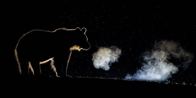 Бурый медведь рычит в лесу. (Фото NATURE TTL | BENCE MATE):