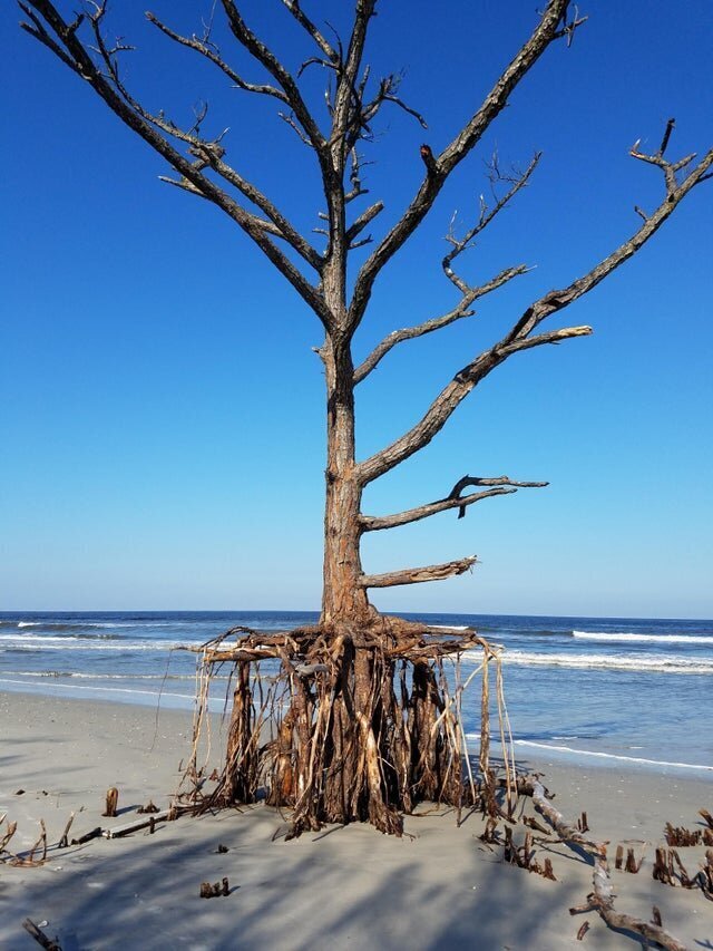 Ураган разрушил дюну, на которой росло дерево