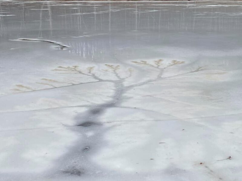 Упавшее дерево подо льдом.