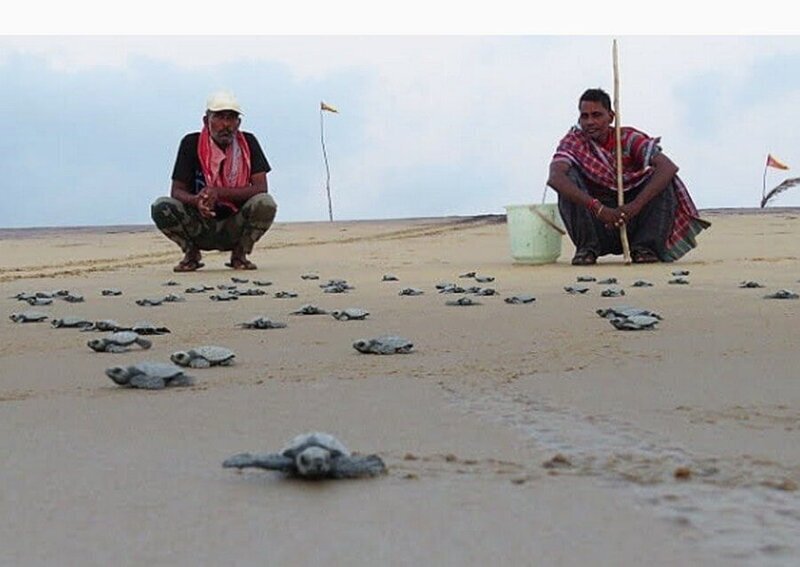 Морские черепахи делают своё дело пока Индия на карантине
