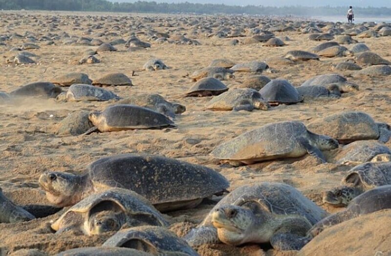 Морские черепахи делают своё дело пока Индия на карантине