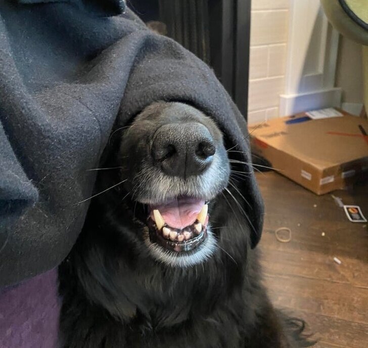 И как с такими юмористами четвероногими жить, а?