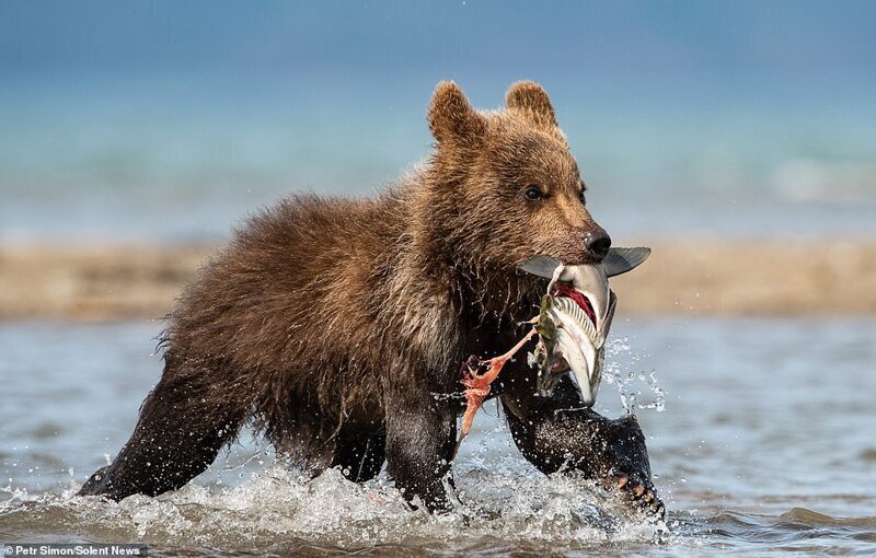 Медведи ищут молодую, некрупную рыбу, поскольку она особенно питательна и богата белком