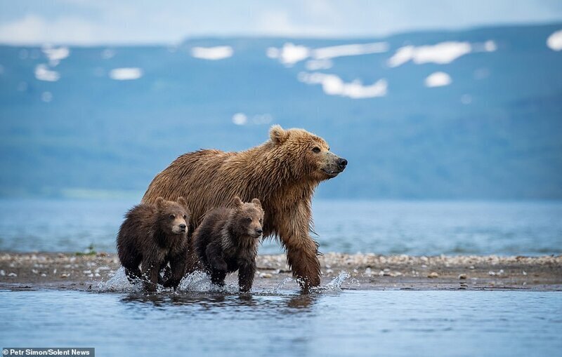 Медвежата в поисках добычи. Их мать рядом, оберегает своих детей