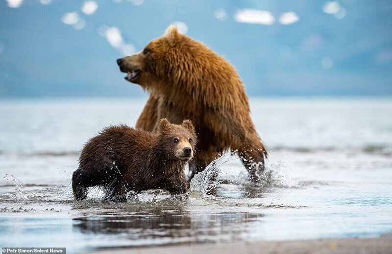 Это момент, когда медведица замечает, что к ним приближается взрослый медведь