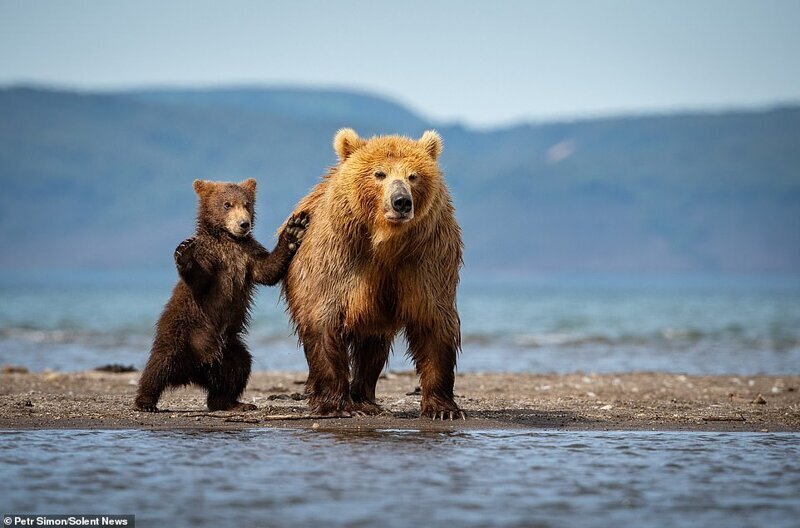 Один из медвежат уже вовсю охотится, а другой предпочитает оставаться рядом с мамой
