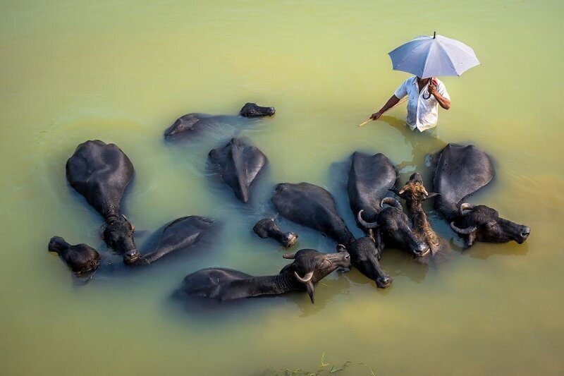 24. Жизнь пастуха. Купание буйволов в реке. Фото: @saurabh_sirohiya (Индия)
