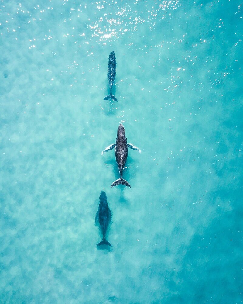 5. Три горбатых кита у острова Фрейзер. Фото: @lukeylove (Австралия)