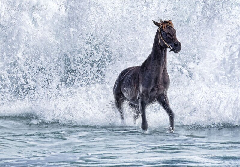 6. Конь, который хотел бы стать морским коньком. Фото: @marcelvanbalken (Нидерланды)