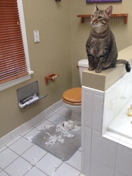 Коты и туалетная бумага