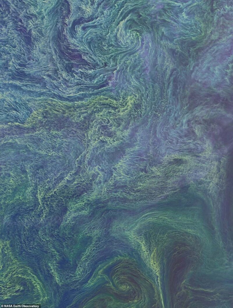 Гигантские колонии морских бактерий в Балтийском море. Снимок сделан со спутника Landsat 8 в августе 2015 года