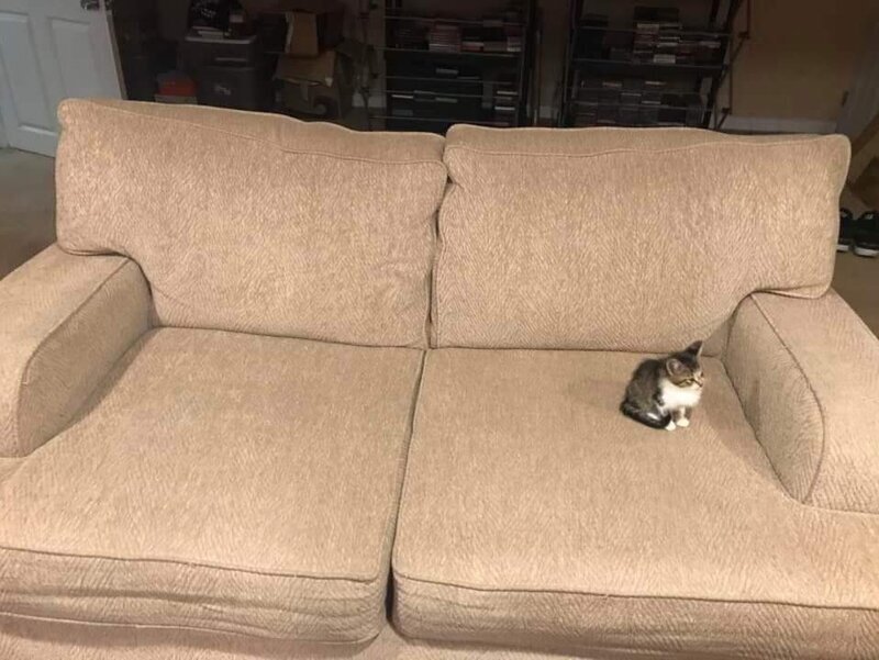 14. "Этот кошак занимает слишком много места на диване"