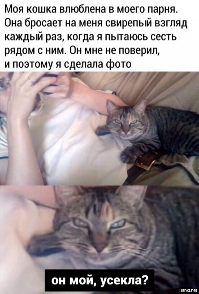 Территориальность