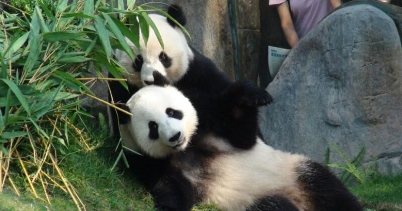 Благодаря карантину панды из Гонконга спарились впервые за 10 лет жизни вместе