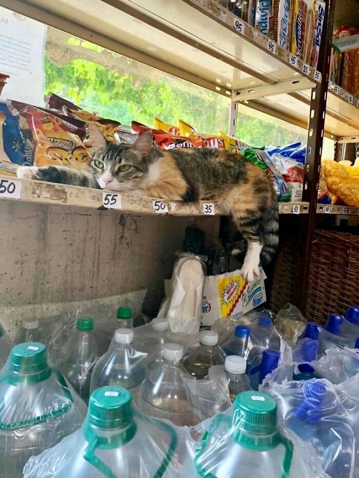 Забавные фотографии кошек в круглосуточных магазинах