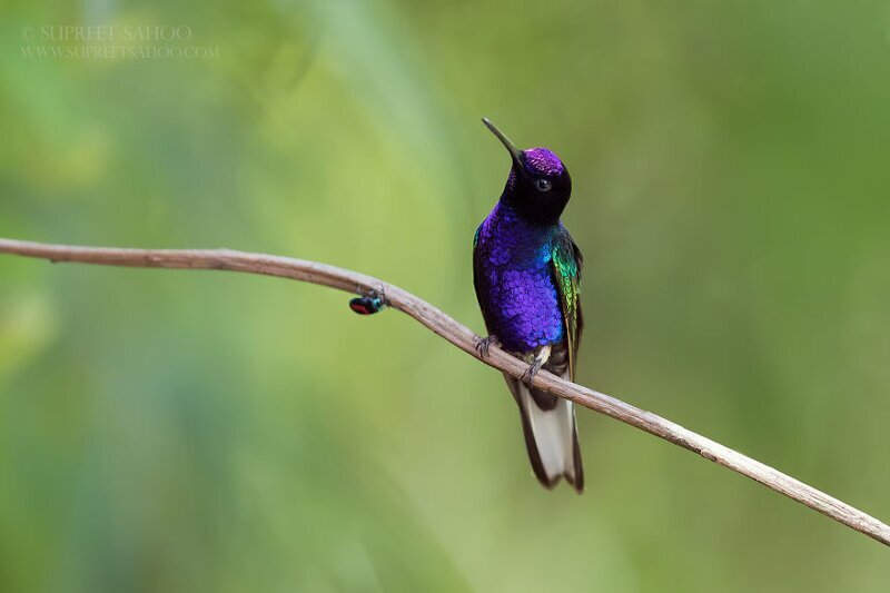 Пурпурный венценосный колибри