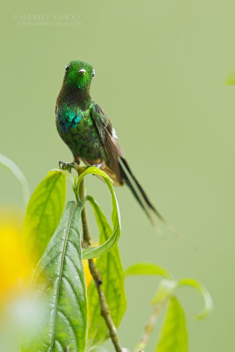 Зеленый колючехвостый колибри