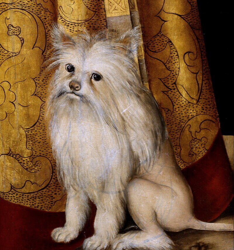 Кранах, 1514 предположительно -- модно побритая малая львиная собака (geschorenes Löwchen