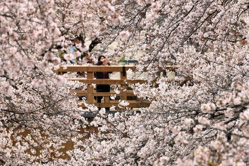 Цветение сакуры в Токио, 28 марта 2020. (Фото Kazuhiro Nogi):