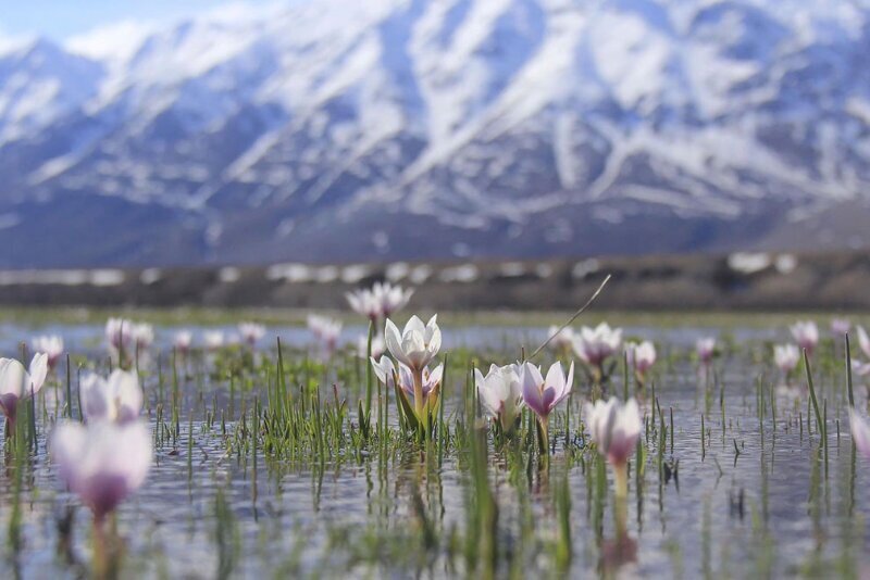 Крокусы на фоне гор в Турции, 31 марта 2020. (Фото Sidar Can Eren):