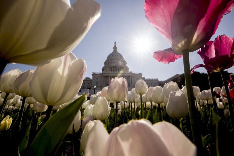 Тюльпаны в Вашингтоне, округ Колумбия. (Фото Andrew Harnik):