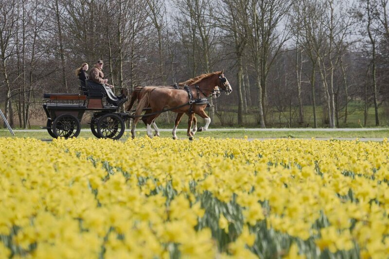 Цветы в Гааге, Нидерланды. (Фото Pierre Crom):