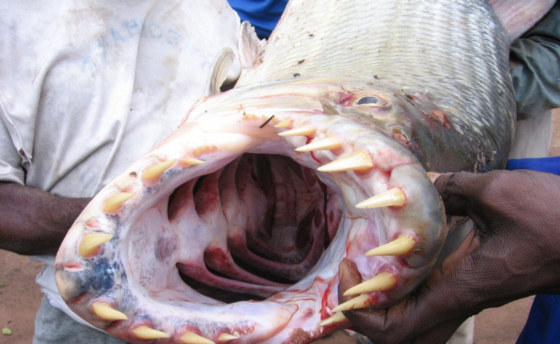 Тигровая рыба Голиаф: Африканская мегапиранья, пожирающая крокодилов