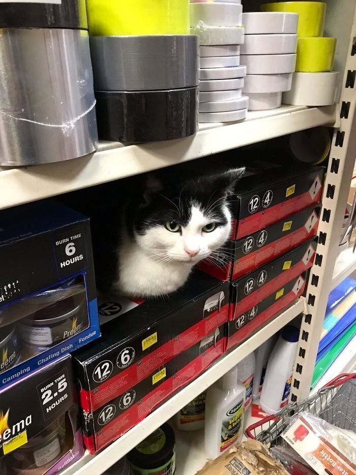 Магазин котик