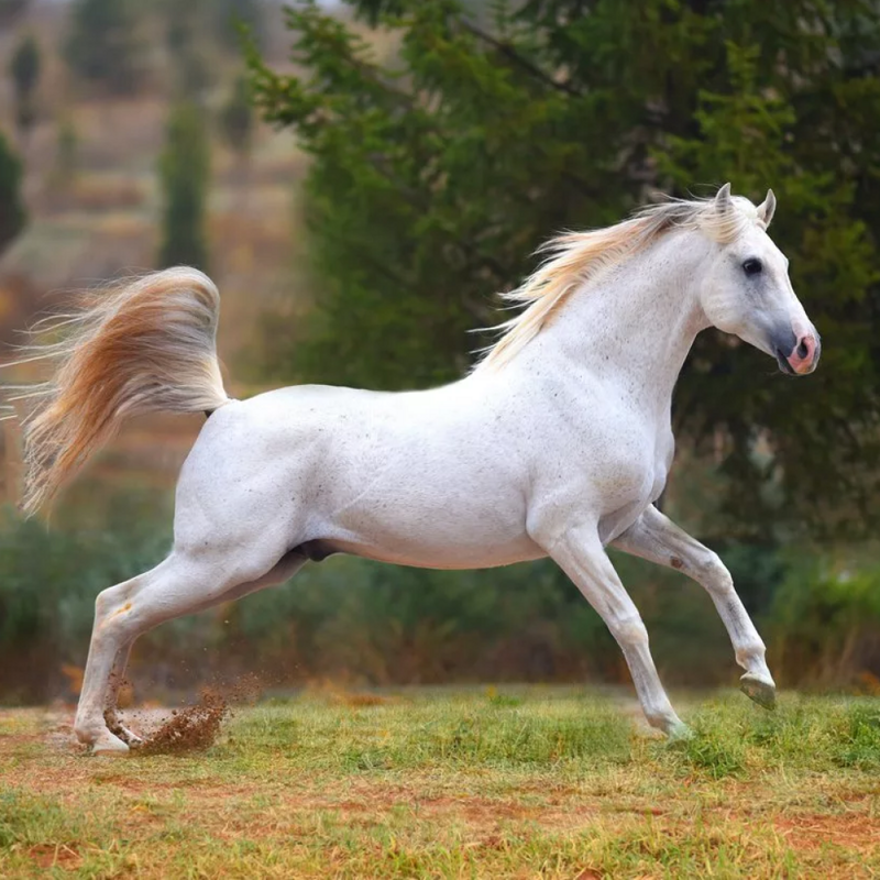 Лошадь белой масти